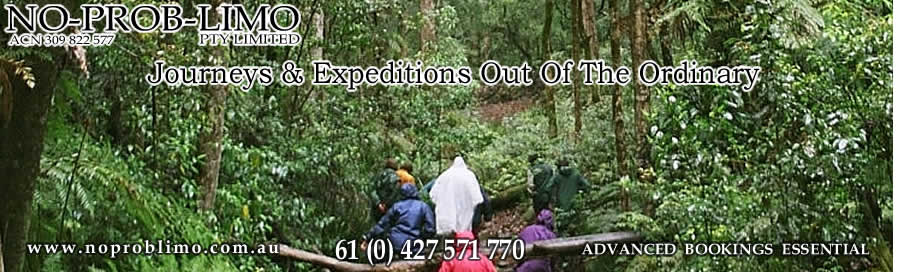 Old Growth Rainforest Walk
